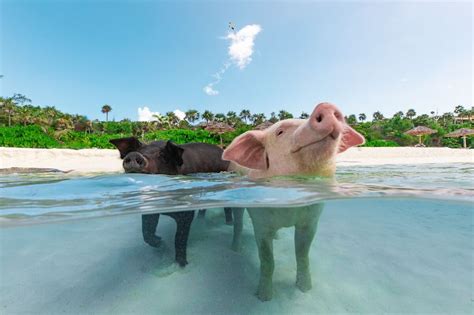 Sandy Toes Bahamas Original Swimming Pigs and Snorkeling